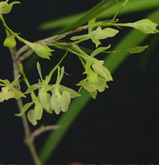 Epidendrum filicaule
