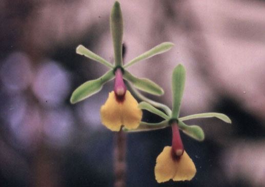 Epidendrum_pseudoepidendrum