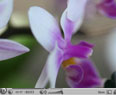 orquídea que dança