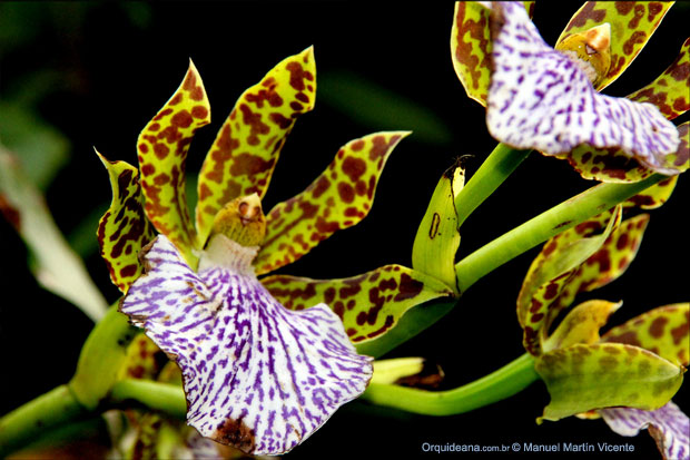 Zygopetalum - orquídeas