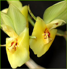 Catasetum - orquídeas