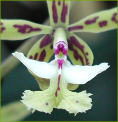 Epidendrum - orquídeas